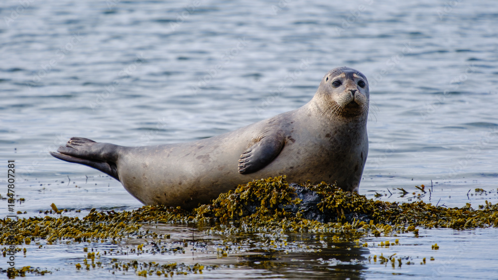 Obraz premium Seal resting on seaweed-covered rocks at Ytri Tunga in Icelands serene coastal waters