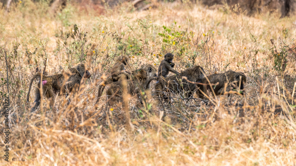 Fototapeta premium Pavianwechsel