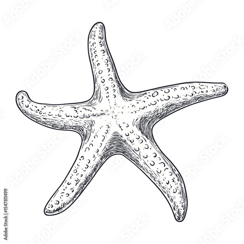 Seafood animal style with a starfish illustration drawing sketch vector