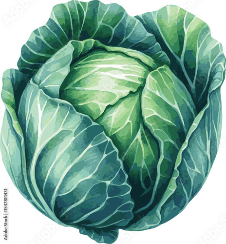 Vector watercolor painted illustration of a cabbage