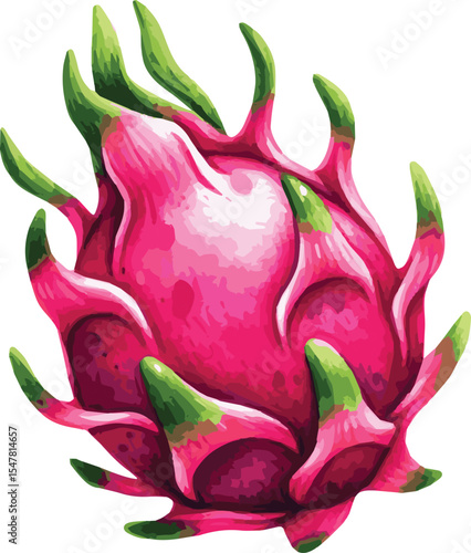 Vector watercolor painted illustration of a dragonfruit