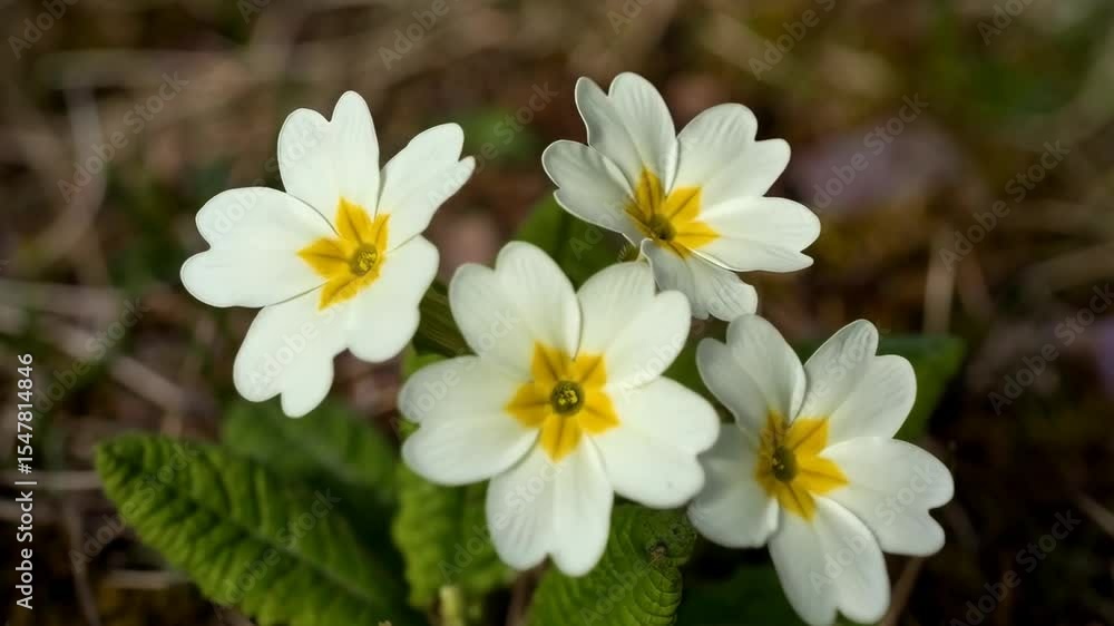 Delicate springtime Primrose flowers blooming in a natural garden setting with green leaves and a sunlit meadow background. Delicate springtime Primrose flowers blooming in a natural garden setting with green leaves and a sunlit meadow background.
