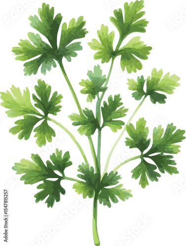 Vector watercolor painted illustration of a parsley