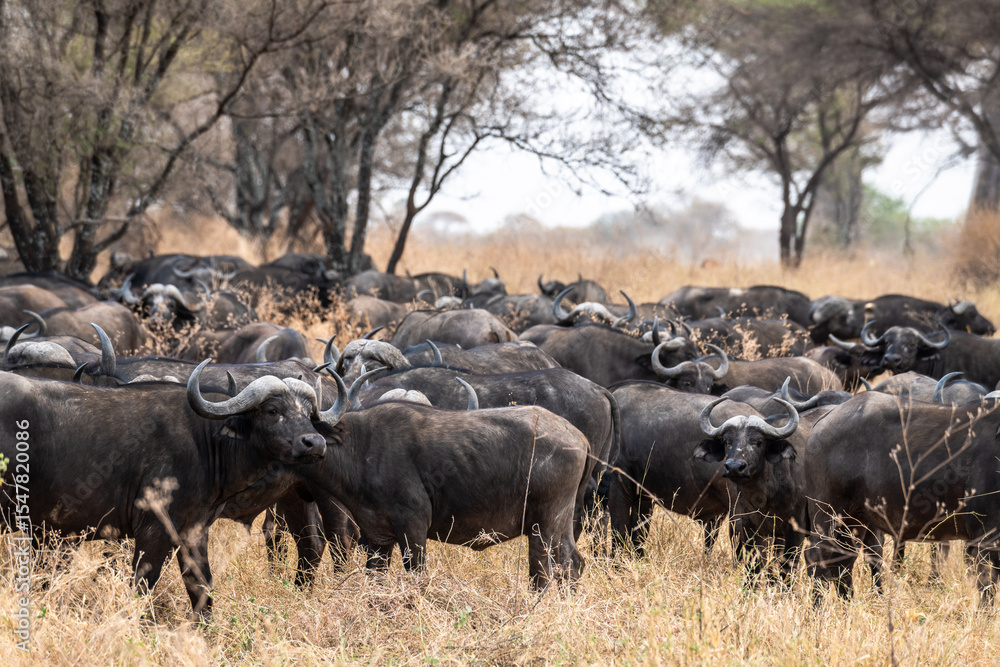 Obraz premium Büffelherde