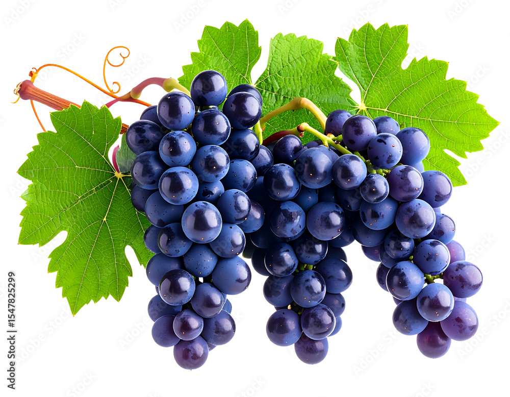 Fototapeta premium Purple Grapes with Leaves and Twisting Vine, isolated on transparent background