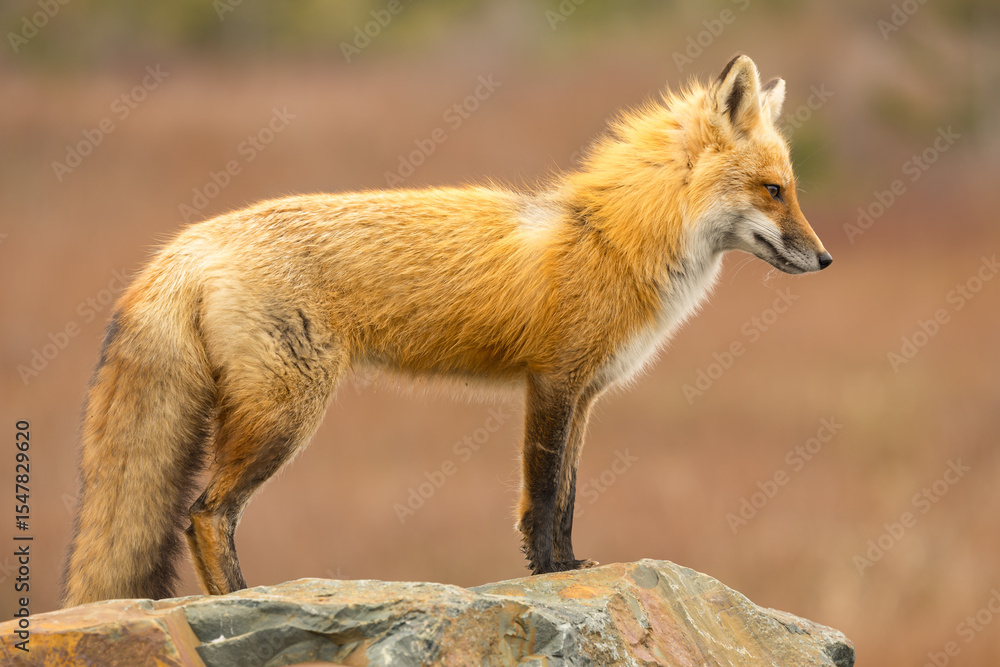 Fototapeta premium Red Fox taken at Newfoundland Canada