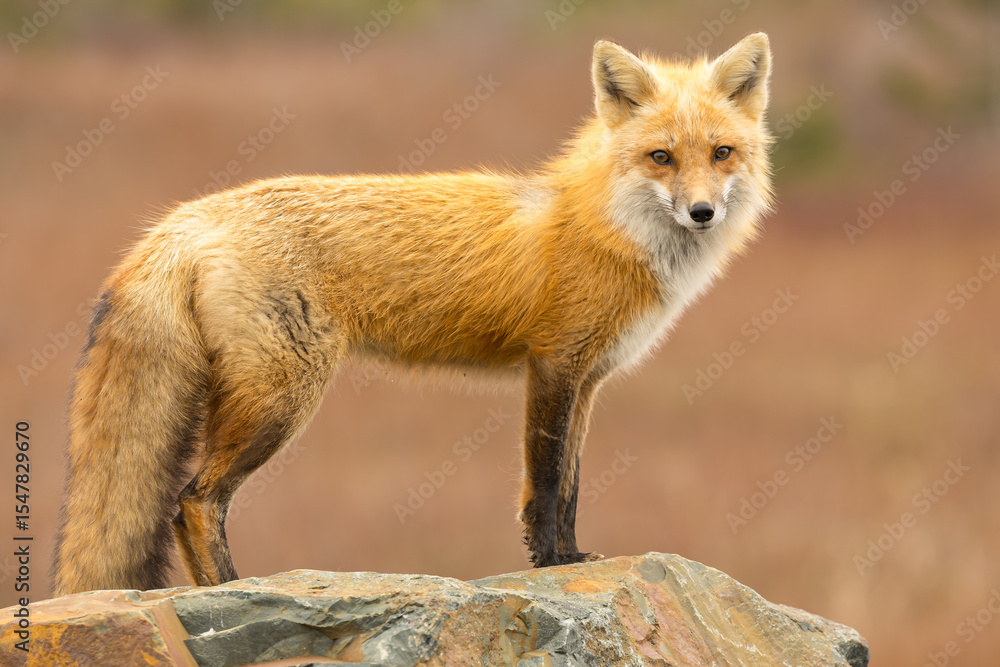 Fototapeta premium Red Fox taken at Newfoundland Canada