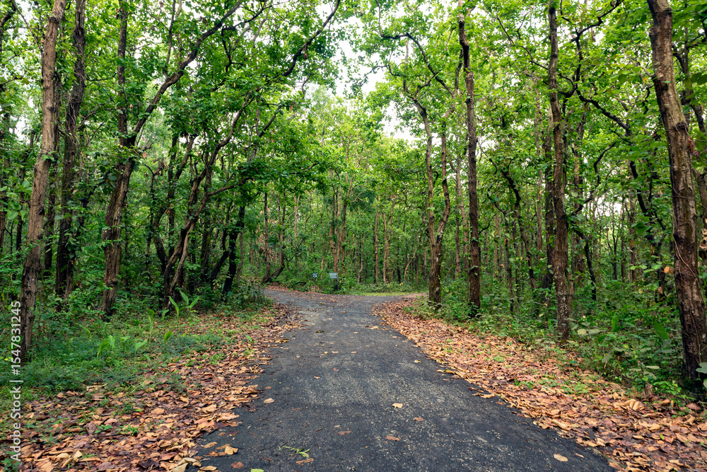 Fototapeta premium Forest Road Surrounded by Trees – Nature Pathway in the Wilderness