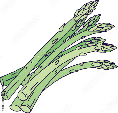 Illustrated Fresh Asparagus Spears with Detailed Texture on White Background