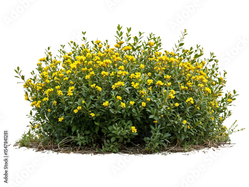 Dense cluster of bright yellow flowering shrubs in full bloom isolated on transparent background, ideal for landscape architecture and garden design visualization