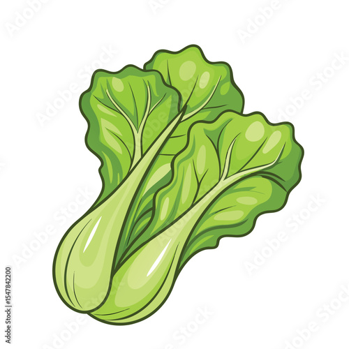 Fresh and vibrant vector illustration of two bok choy stalks isolated on white