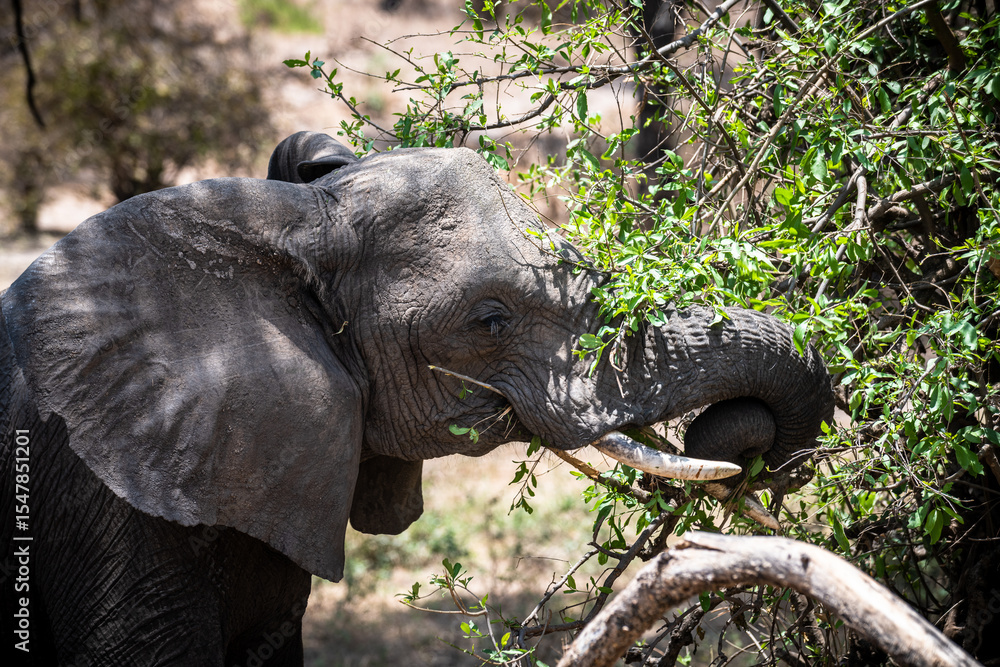 Fototapeta premium Elefanten im Tarangire Nationalpark