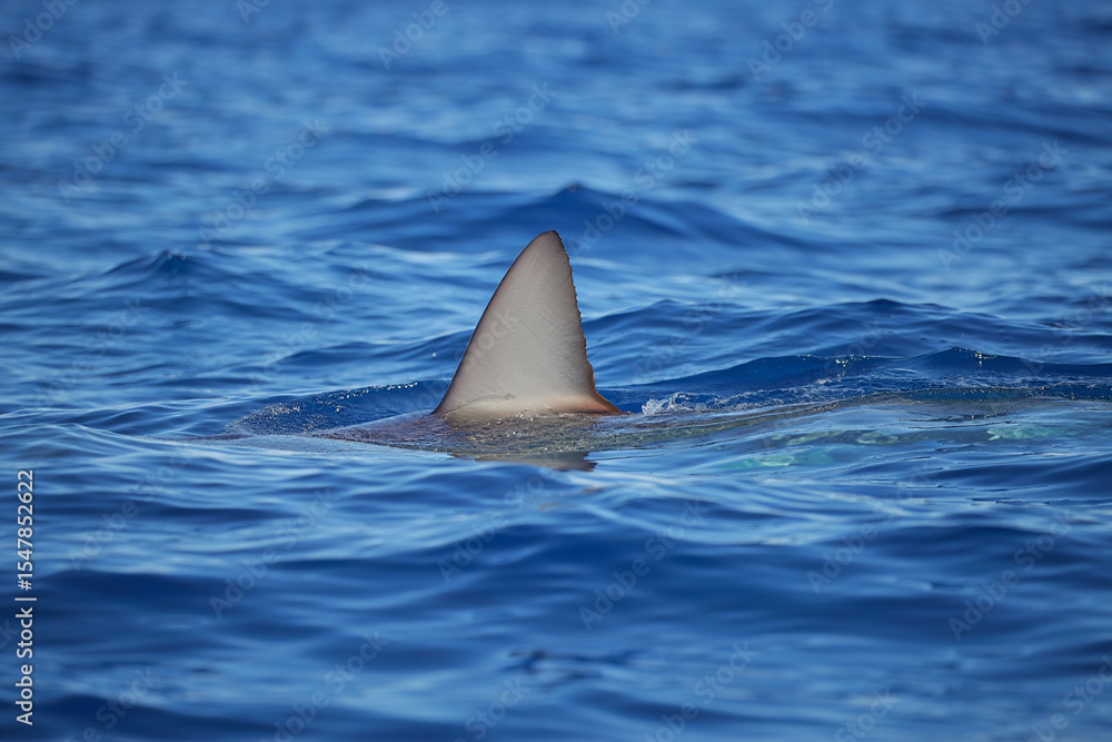 Obraz premium Shark fin cuts through calm ocean water, evoking mystery and tension.