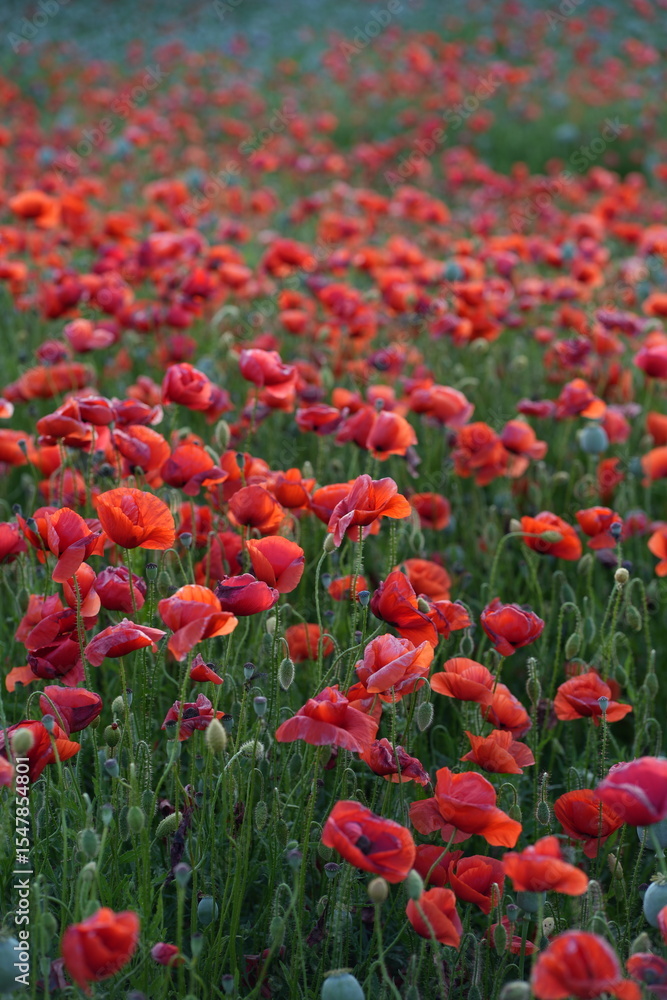 Poppy Field in Full Bloom – Tranquil Nature Landscap Poppy Field in Full Bloom – Tranquil Nature Landscap