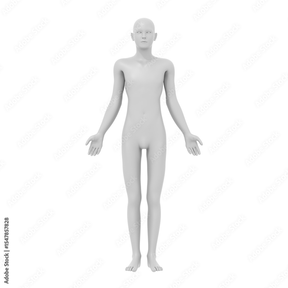 human body, 3d rendered model, transparent png available human body, 3d rendered model, transparent png available