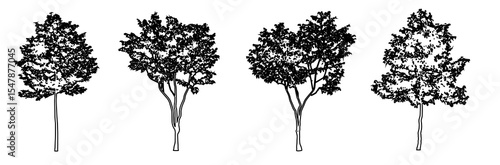 Set or collection of European Beech trees as black line drawing silhouette on white background. Concept or conceptual vector for nature, planet, ecology conservation, strength, endurance and  beauty
