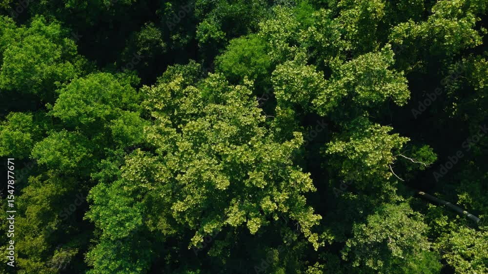 thick green canopy basks in sunlight above Blato’s riverside woodlands near Zagreb thick green canopy basks in sunlight above Blato’s riverside woodlands near Zagreb