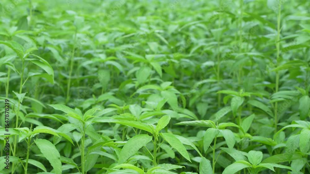 Jute has been cultivated in vast fields. Jute has been cultivated in vast fields.