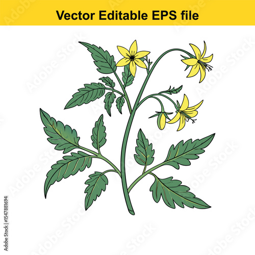 Illustrated Tomato Plant with Green Leaves and Yellow Flowers, a Detailed Botanical Depiction for Gardening or Educational Purposes, Showcasing Floral and Foliage Structures with Vector Art Style
