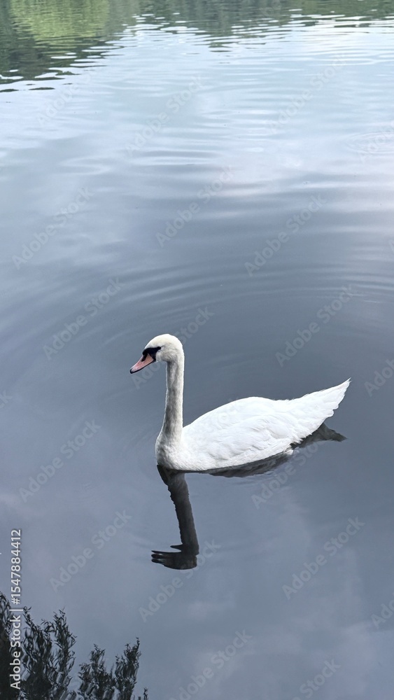 Fototapeta premium swan on the lake