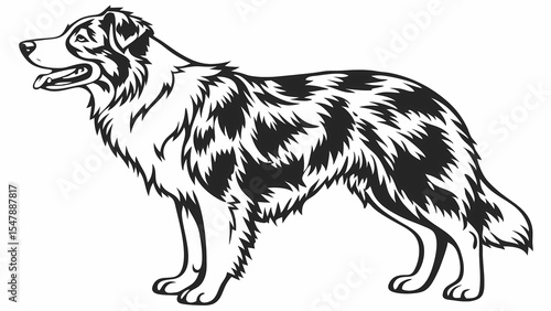 Australian shepherd dog breed vector illustration black and white line art design for print or logo use