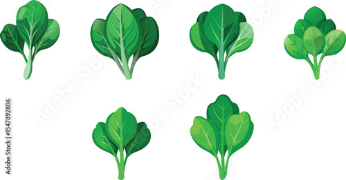 green spinach set vector illustration