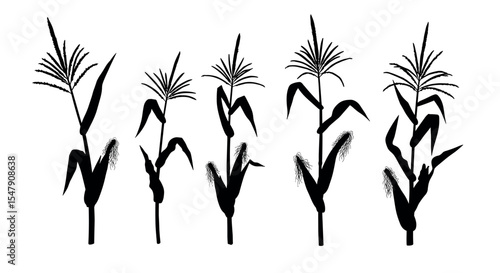 Silhouette of cornstalks in various growth stages on white background vector illustration