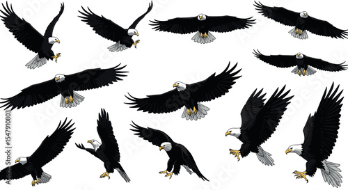 Dynamic bald eagles soaring and gliding in various flight poses vector illustration
