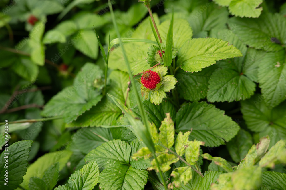 Wild red berries amidst lush green leaves Wild red berries amidst lush green leaves