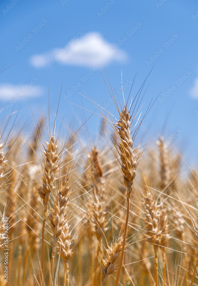 Close-up of golden wheat ears on a background of blue sky and a white cloud. Rich harvest concept.Golden wheat field in summer. Ripe spikelets ready for harvest, with a beautiful sky in the background Close-up of golden wheat ears on a background of blue sky and a white cloud. Rich harvest concept.Golden wheat field in summer. Ripe spikelets ready for harvest, with a beautiful sky in the background