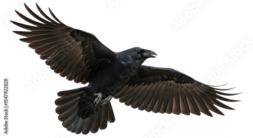 Billede på lærred Isolated Raven in Flight