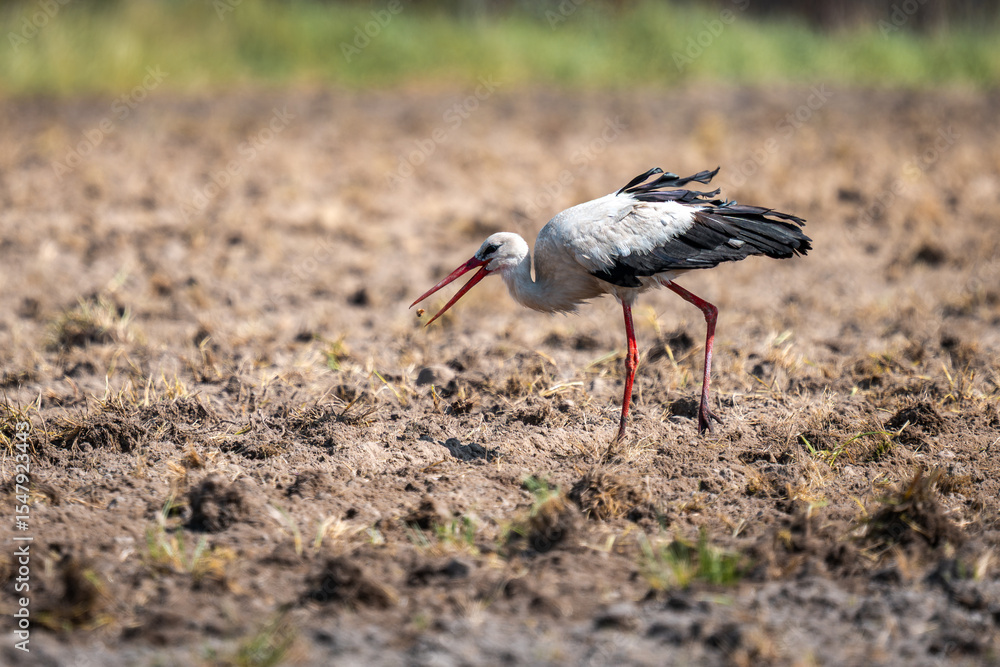 Obraz premium White stork on the field