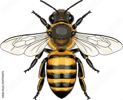 A detailed vector illustration of a bee against a pristine white background depicted with intricate details, showcasing its segmented body, fuzzy thorax, and translucent wings.