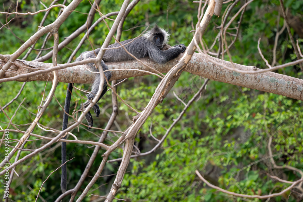 Obraz premium Germain's Langur - Trachypithecus germaini, rare endagered Old World monkey native to tropical forests of Indochina, Vietnam.