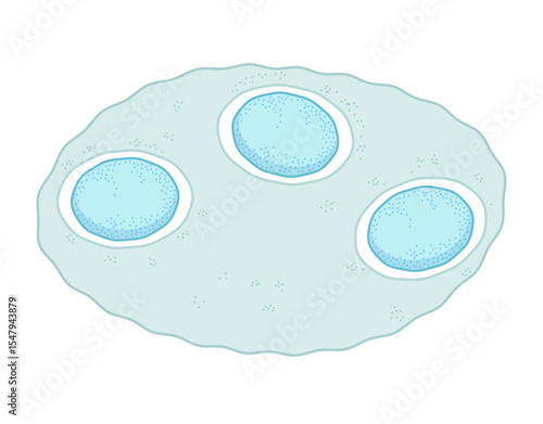 Scientific Vector of Wolbachia Bacteria