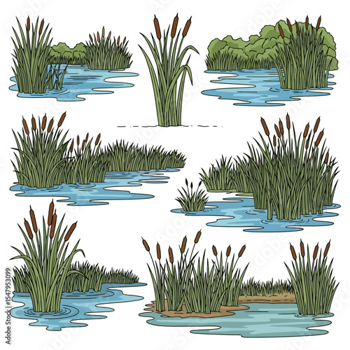 Cattail wetland reeds vegetation nature plant
