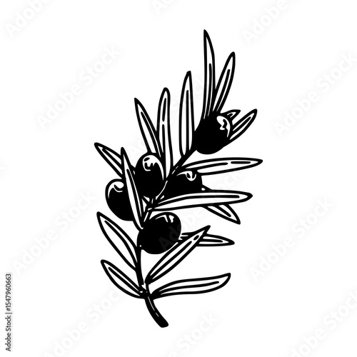 outline drawing of juniper or olive branch