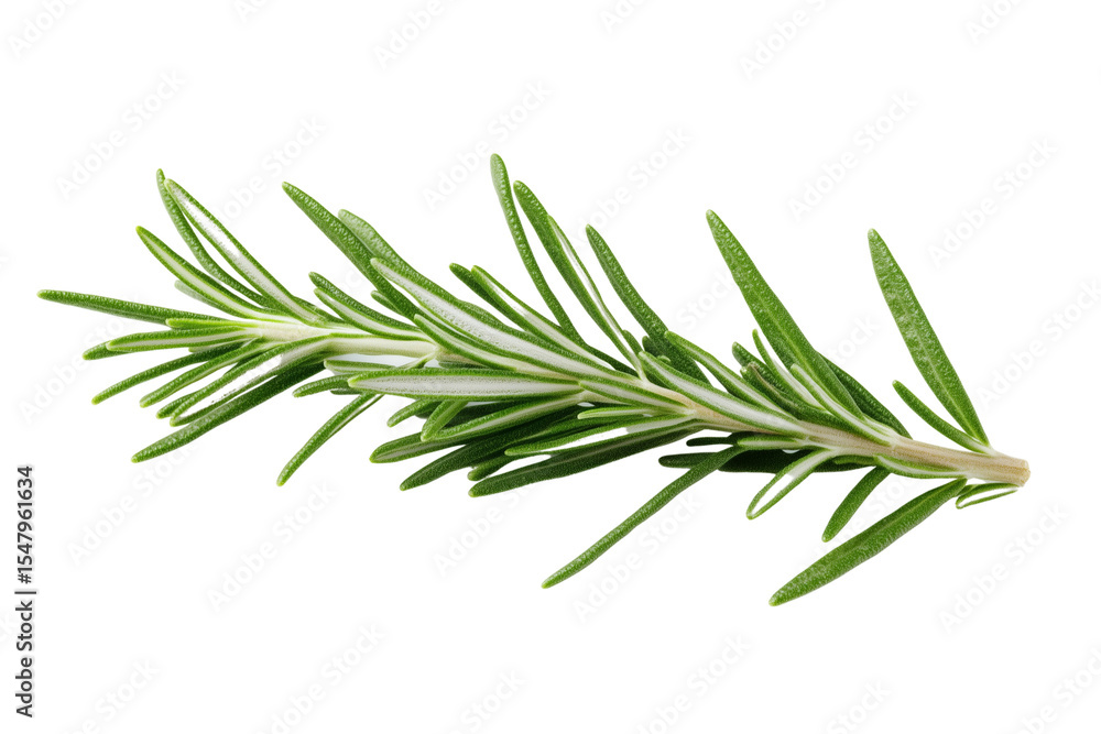 Fototapeta premium Fresh Rosemary Sprig on Transparent Background