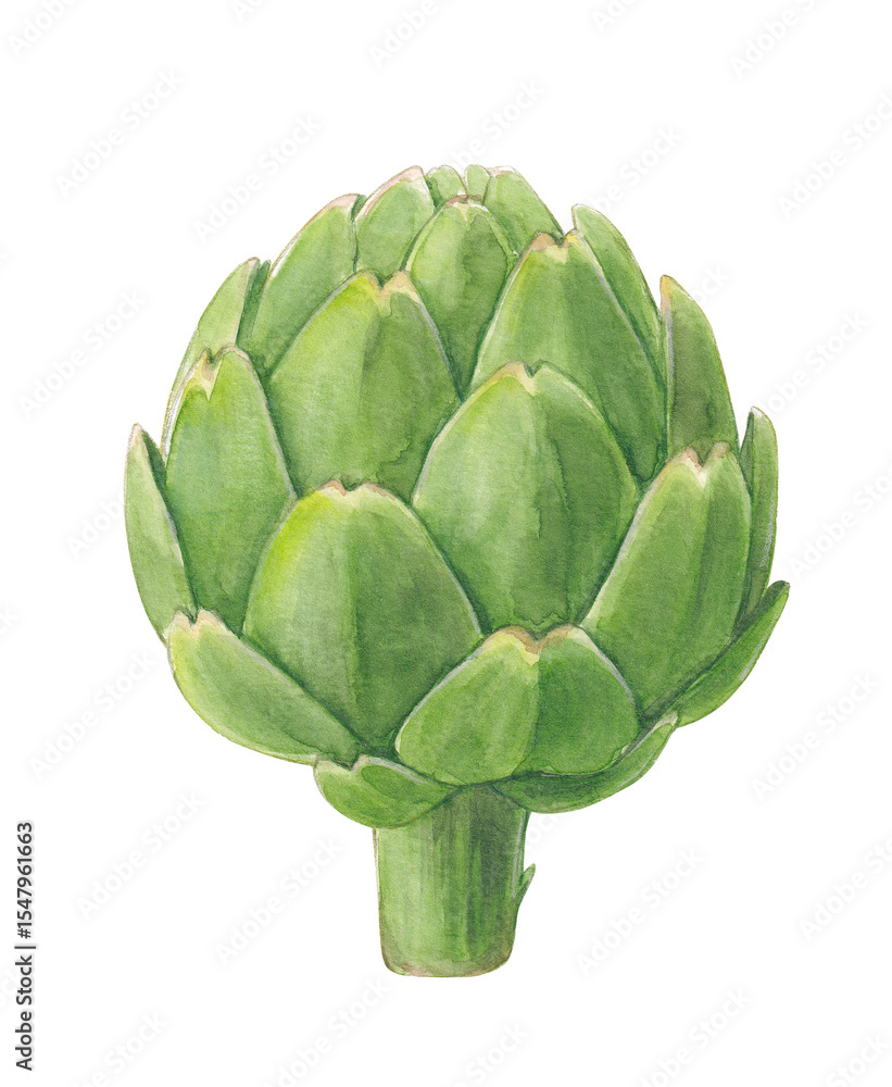 Watercolor Illustration of a Fresh Green Artichoke Watercolor Illustration of a Fresh Green Artichoke