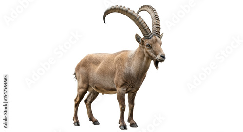 Obraz na plátně Isolated Majestic Alpine Ibex with Long Horns