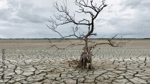 Aerial shot a died tree in cracked surface of a dry lake.