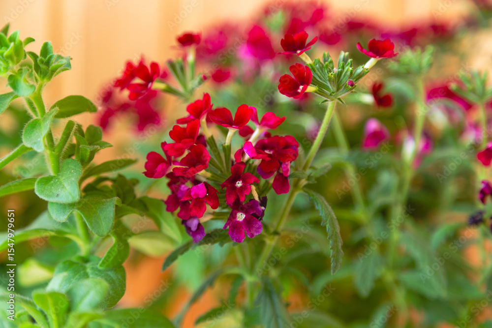 Obraz premium Red verbena flowers in bright sunlight close-up, blurred background. The verbena plant and green leaves grow in the flowerbed in the sunlight blur.