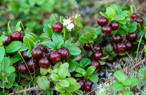 Close-up of ripe lingonberries on green leaves with a white flower in a natural environment