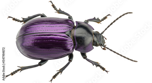 Quadro su tela Isolated Purple Beetle