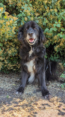 Acrylglasbilder Tierarzt Lächelnder Border Collie Senior im Garten  © Astibuk