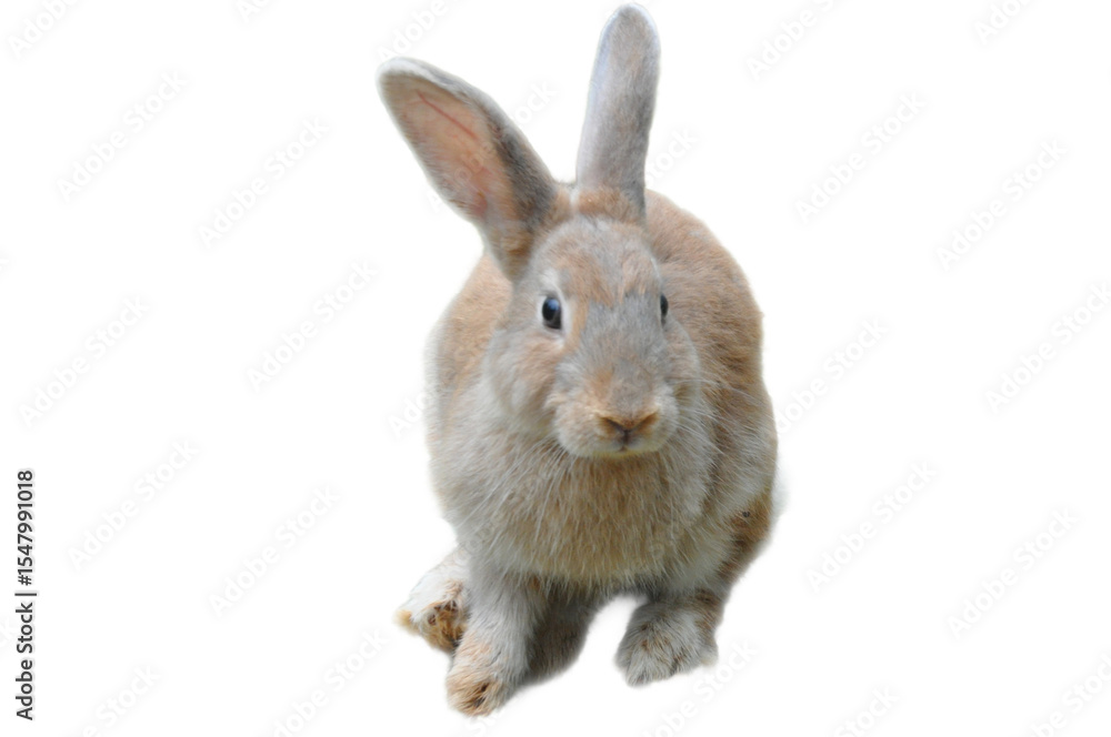 Fototapeta premium A light brown bunny posing for a picture, perfect for Easter, wildlife, animal and pet themed designs, with a cute and fun aesthetic.