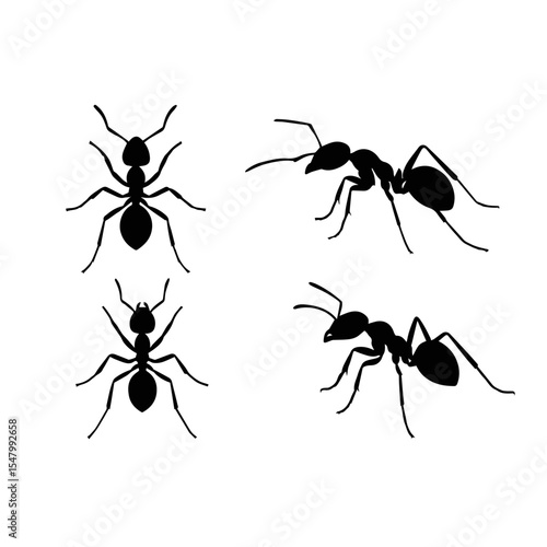 set of black ants isolated