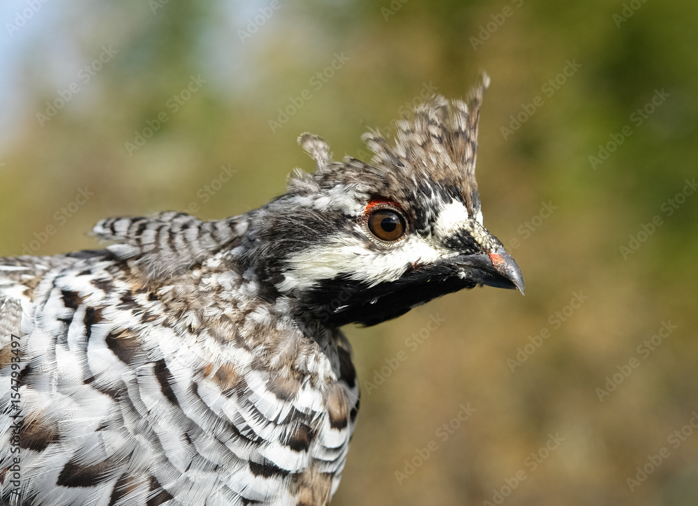 Fototapeta premium Close-up of a curious spruce grouse with intricate feathers and a blurred green background