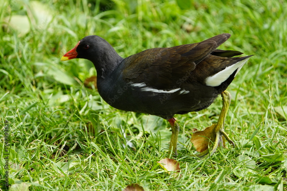 The common moorhen (Gallinula chloropus), also known as the waterhen or swamp chicken, is a bird species in the rail family (Rallidae). Hanover, Germany. The common moorhen (Gallinula chloropus), also known as the waterhen or swamp chicken, is a bird species in the rail family (Rallidae). Hanover, Germany.