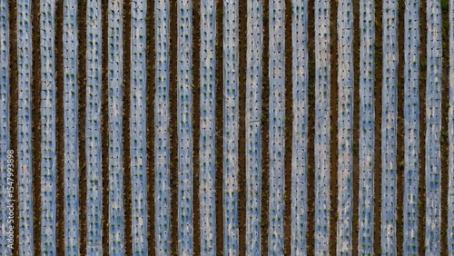 Abstract top-down aerial view of agricultural rows covered with plastic mulch, showcasing modern farming techniques for seedlings